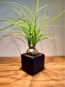 カッコいい！ムチムチ、ぽってり塊根植物！デザイン鉢付き　鉢のまま発送