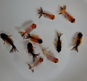 【はなはな】オランダST(普通鱗)　幼魚10匹　約3～3.5cm前後　(動画あり)　②