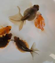 【はなはな】ピンポンパール　二歳魚　5匹　約8～9cm前後　(動画あり)　①_画像3