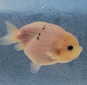 【はなはな】シルクらんちゅう　二歳魚　約8.5cm　(動画あり)　⑥