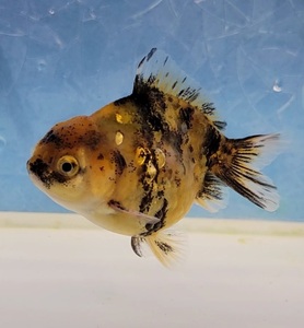 はなはな】タイガーオランダST　二歳魚　約8cm　オス　(動画あり)　⑪