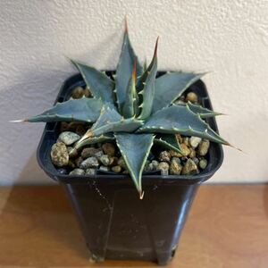 アガベユタエンシスエボリスピナ実生 Agave utahensis var. eborispina seeding②