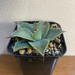 パリーホーチエンシス実生 Agave parryi var. huachucensis seedingの画像3