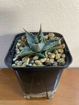 アガベユタエンシスエボリスピナ実生 Agave utahensis var. eborispina seeding_画像4