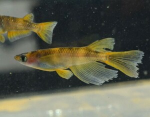 [NEXTメダカ] 焔虎和墨リアルロングフィン　若魚1ペア＋保証（雌ヘテロ2匹＋雄ヘテロ）計5匹　4ヶ月程の個体　