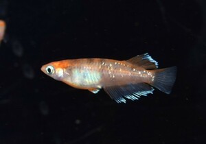 [NEXTメダカ]　極上　三幻（さんげん）赤斑柄　若魚1ペア　雌光体型、雄キッシング　　3ヶ月程の個体　