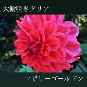 春植え球根 大輪咲き ロザリーゴールドン レッドカラー 1球根