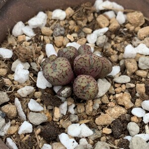 G600 ♀八重垣姫×♂プラキツム(Conophytum ficiforme”placitum”S.H.コノフィツム フィシフォルメフィキフォルメプラキツムハマー) 7点