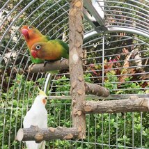 鳥 止まり木 タワー 天井取り付けタイプ 爪を研ぎ 鳥スタンド インコ おもちゃ 鳥おもちゃ 噛むおもちゃ 鳥休み場所 天然木 HD382_画像1