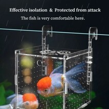 LDL773#小魚の飼育用ボックス★胎生魚の産卵箱として使用できます★成魚の攻撃を防ぎ、稚魚の生存率を向上させます_画像1