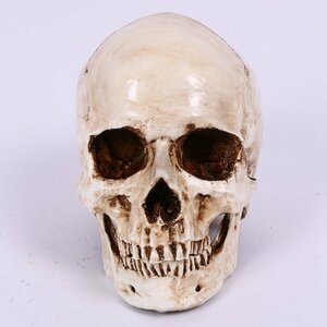 レプリカ スカル オブジェ 頭蓋骨 ハロウィン 装飾 インテリア 雑貨 置き物 動物 小道具 HD183