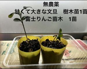 無農薬　甘くて大きな文旦　樹木苗1苗　& 富士りんご苗木　1苗実生株 種から発芽 苗木 発根株