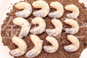 ≪発送地域限定≫天然！　カブトムシ幼虫　愛知県半田市産　♂９頭・♀３頭【金かぶと】