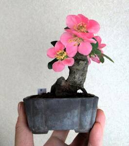 ボケ【宴】ミニ 小品盆栽 樹高9.5cm 極太 根張り 木瓜 ぼけ！！