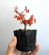 桂もみじ ミニ盆栽 樹高9cm 紅葉 モミジ 将来有望！！_画像1