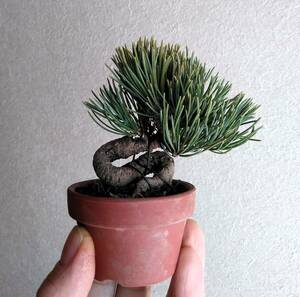 . island . leaf pine mini bonsai height of tree 7cm super Mini legume ultimate small ... rotation ..!!