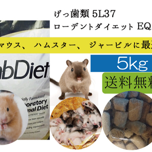 【※大特価セール中】5ｋｇ【ハムスター、マウス用 エサ】ローデントダイエット ＥＱ　 5L37 Lab Diet