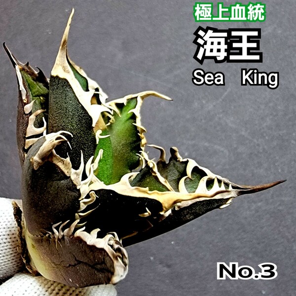 極上血統！　海王　No.3　アガベ　チタノタ　成熟すると葉の先から根元まで強い鋸歯がびっしりと並び、攻撃的な姿に！鋸歯も厚く厳つい！