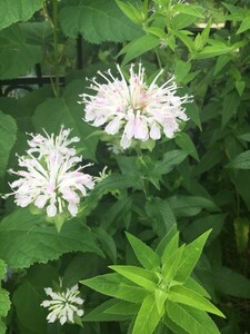 耐寒性抜群の夏に咲く花 観葉植物 モナルダ ホワイト色（別名：ベルガモット） ポット 1苗(送料=240円程度)