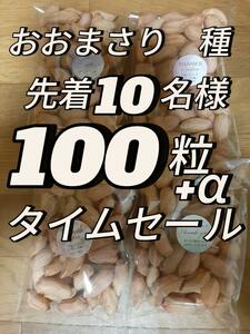 先着10名様・タイムセール・千葉県産・落花生(おおまさり) 100粒＋α ・ ・3