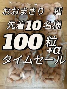 先着10名様・タイムセール・千葉県産・落花生(おおまさり) 100粒＋α ・ ・5