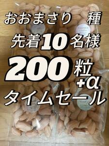 先着10名様・タイムセール・千葉県産・落花生(おおまさり) 200粒＋α ・ ・2