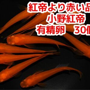 小野紅帝メダカの有性卵　30個＋α紅帝より赤くなる品種にラメが入ってます 