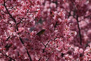 送料無料 画像 データ サクラ　メジロ 桜 鳥 cherry blossoms　bird photo photography 