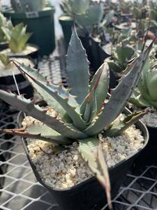 36 Agave Kutsugen no Maiougi×potatorum アガベ　屈原の舞扇×ポタトラム　hybrid