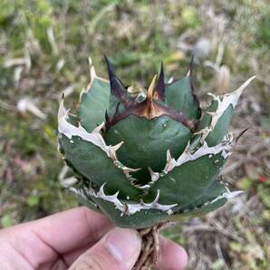 25 Agave titanota Shark アガベ チタノタ シャークの画像1