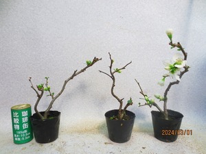 [讃岐屋緑兵衛] 木瓜 日月星 3点組 3/1蕾～花変化想定 (022255)全高：26～31㎝※同梱包は「まとめて取引」手続厳守※送料明記