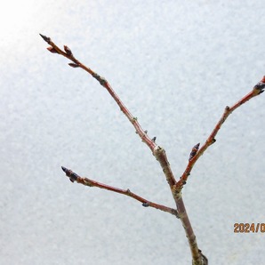 [讃岐屋緑兵衛]ケイオウ桜 3/5蕾〜花変化想定(3426)全高：27㎝※同梱包は「まとめて取引」手続厳守※送料明記の画像8