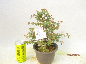 [讃岐屋緑兵衛] 天皇梅 3/7蕾多数～花変化想定 (3756黒丸プラ鉢)全高：28㎝※同梱包は「まとめて取引」手続厳守※送料明記