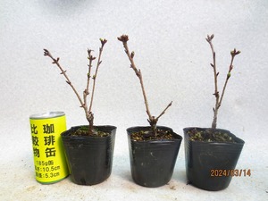 [讃岐屋緑兵衛]旭山桜 3点組 3/14花芽〜花変化想定(31391)全高：23㎝※同梱包は「まとめて取引」手続厳守※送料明記　