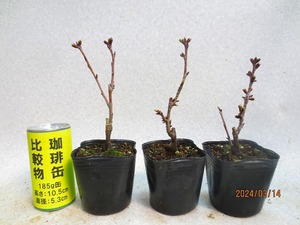 [讃岐屋緑兵衛]旭山桜 3点組 3/14花芽〜花変化想定(31393)全高：20〜22㎝※同梱包は「まとめて取引」手続厳守※送料明記