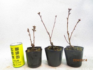 [讃岐屋緑兵衛]旭山桜 3点組 3/14花芽〜花変化想定(31395)全高：19〜25㎝※同梱包は「まとめて取引」手続厳守※送料明記