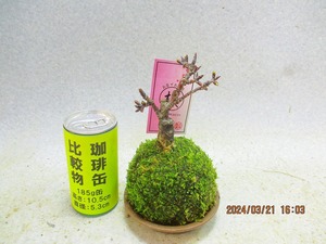 [讃岐屋緑兵衛]旭山桜 苔玉 プラ皿付(32176)全高：18㎝※同梱包は「まとめて取引」手続厳守※送料明記