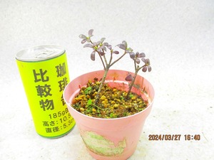 [讃岐屋緑兵衛] 皐月 品種不明 花芽有 抜き苗発送 (32693)画像全高：13㎝＊定形外郵便発送：送料無料※鉢無/用土(根鉢)無