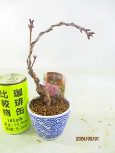 [.. shop green ..] asahi mountain Sakura (334 pattern go in white . circle pot ) total height :20.* same packing is [ together transactions ] procedure strict observance * postage clear writing 