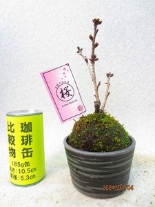 [讃岐屋緑兵衛]旭山桜 苔玉(3275)全高：25㎝※同梱包は「まとめて取引」手続厳守※送料明記　