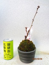 [讃岐屋緑兵衛]旭山桜 苔玉(3279)全高：30㎝※同梱包は「まとめて取引」手続厳守※送料明記　_画像1