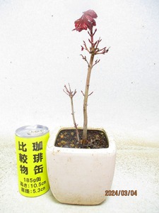 [.. shop green ..]momiji(3386 white . regular person pot ) total height :29.* same packing is [ together transactions ] procedure strict observance * postage clear writing 