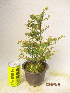 [讃岐屋緑兵衛] 天皇梅 3/7蕾多数～花変化想定 (3760黒丸プラ鉢)全高：34㎝※同梱包は「まとめて取引」手続厳守※送料明記