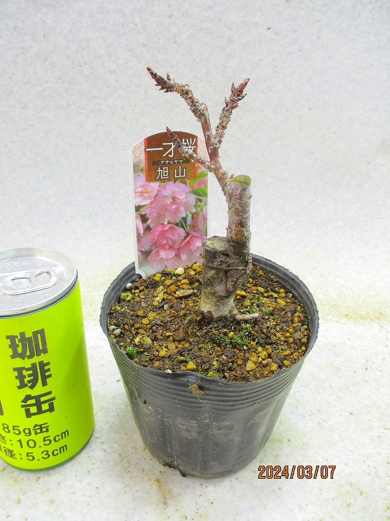 bonsai | JChere Japanese Proxy Service