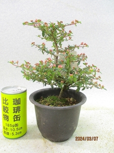 [讃岐屋緑兵衛] 天皇梅 3/7蕾多数～花変化想定 (3771黒丸プラ鉢)全高：24㎝※同梱包は「まとめて取引」手続厳守※送料明記