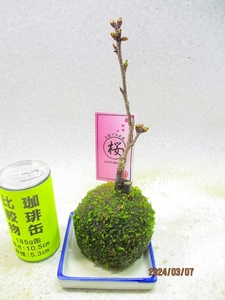 [讃岐屋緑兵衛] 旭山桜 苔玉 (3831皿付)全高：25㎝※同梱包は「まとめて取引」手続厳守※送料明記