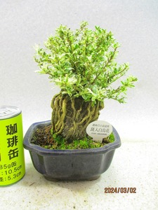 [讃岐屋緑兵衛]斑入白鳥花(3208瑠璃釉木爪鉢)全高：23㎝※同梱包は「まとめて取引」手続厳守※送料明記　