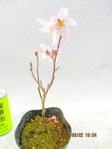 [讃岐屋緑兵衛]ケイオウ桜 3/22開花〜花変化想定(32309)全高：29㎝※同梱包は「まとめて取引」手続厳守※送料明記　_画像5