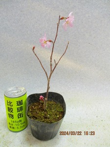 [讃岐屋緑兵衛]ケイオウ桜 3/22開花〜花変化想定(32309)全高：29㎝※同梱包は「まとめて取引」手続厳守※送料明記　