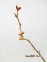 [讃岐屋緑兵衛]ケイオウ桜 3/22開花〜花変化想定(32315)全高：32㎝※同梱包は「まとめて取引」手続厳守※送料明記_画像2